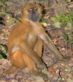 /album/photogallery/female-baboon-in-pensive-mood-jpg/